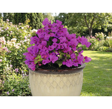 Bougainvillier en pot dans un jardin