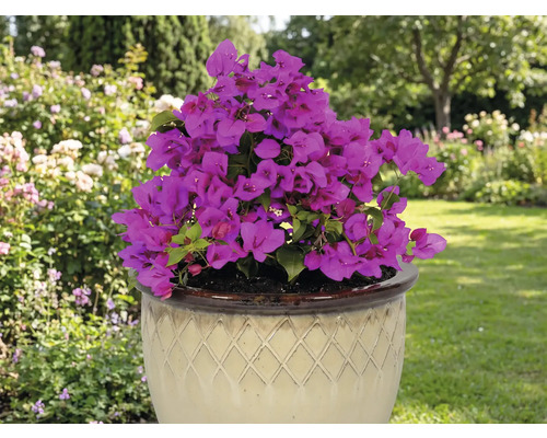 Bougainvillier en pot dans un jardin
