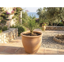 Palmier dattier en pot de fleurs en terre cuite pour le jardin