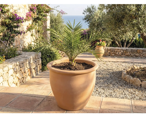 Palmier dattier en pot de fleurs en terre cuite pour le jardin