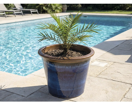 Palmier dattier dans un pot en céramique bleue près de la piscine