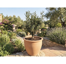 Olivier en pot de terre cuite dans jardin
