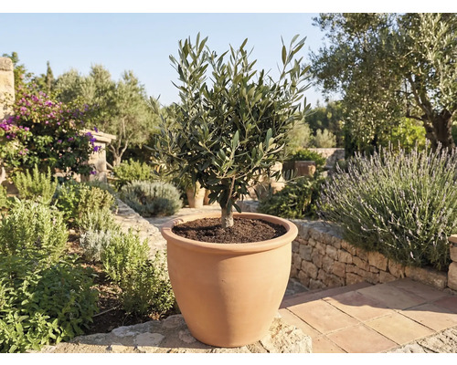 Olivier en pot de terre cuite dans jardin