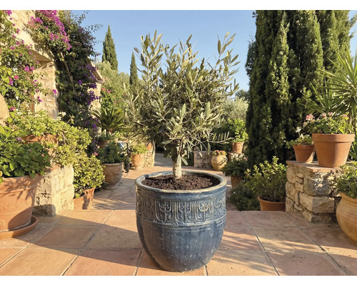 Olivier en pot dans le jardin