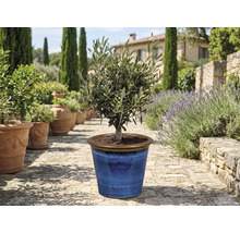 Olivier dans un pot en céramique bleu dans le jardin