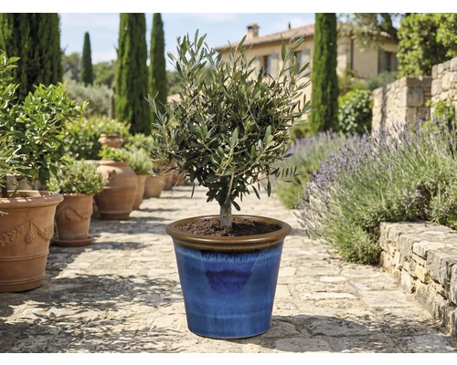 Olivier dans un pot en céramique bleu dans le jardin