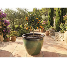 Kumquatier en pot sur terrasse.