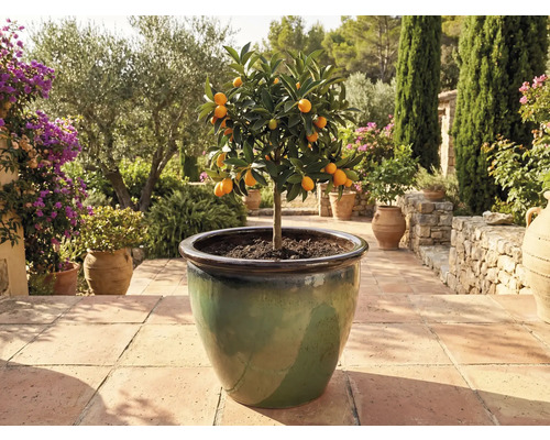 Kumquatier en pot sur terrasse.