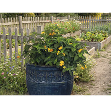 Plante fleurie dans une jardinière décorative dans le jardin