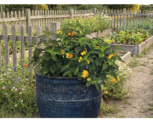Plante fleurie dans une jardinière décorative dans le jardin