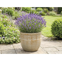 Lavande dans une jardinière dans le jardin