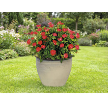 Rosier en pot avec des fleurs rouges dans un pot en céramique dans le jardin.