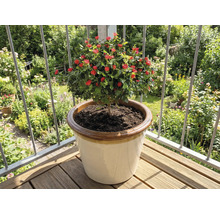 Mini-rose en pot sur un balcon