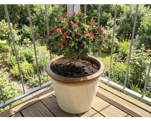 Mini-rose en pot sur un balcon