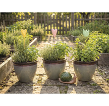 Trois pots d'herbes aromatiques avec tuteurs dans le jardin