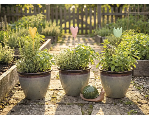 Trois pots d'herbes aromatiques avec tuteurs dans le jardin