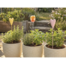 Trois pots de fleurs avec des herbes aromatiques et des tuteurs de parterre dans le jardin