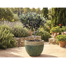 Olivenbaum im Topf im Garten