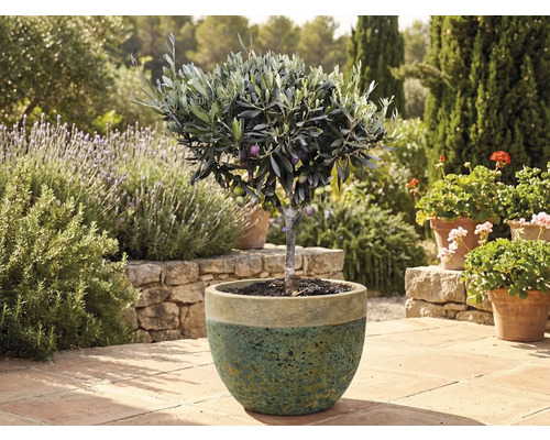 Olivenbaum im Topf im Garten