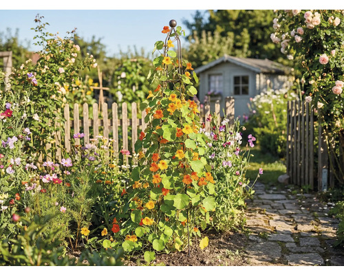 Garten mit Rankhilfe, bepflanzt mit Kapuzinerkresse und einem Gartenhaus im Hintergrund.