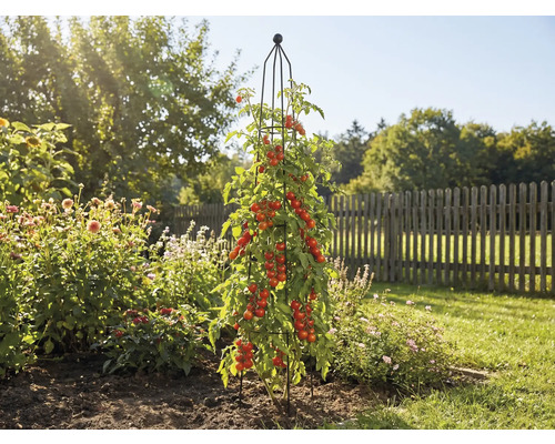 Plant de tomates avec tuteur dans le jardin