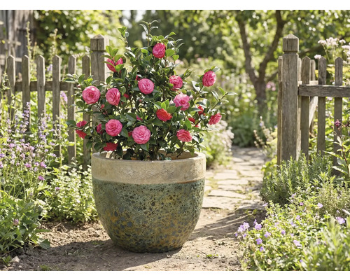 Kamelie mit rosa Blüten in einem Topf im Garten