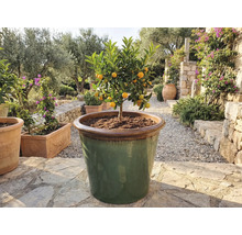 Kumquatbaum in grossem Pflanzgefäss im Aussenbereich