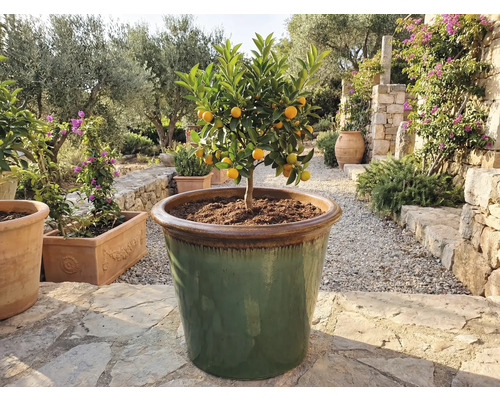Kumquatbaum in grossem Pflanzgefäss im Aussenbereich