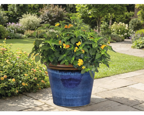 Blühende Pflanze in blauem Topf im Garten