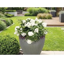 Grande plante à fleurs blanches dans une jardinière de jardin.