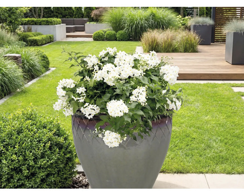 Grande plante à fleurs blanches dans une jardinière de jardin.