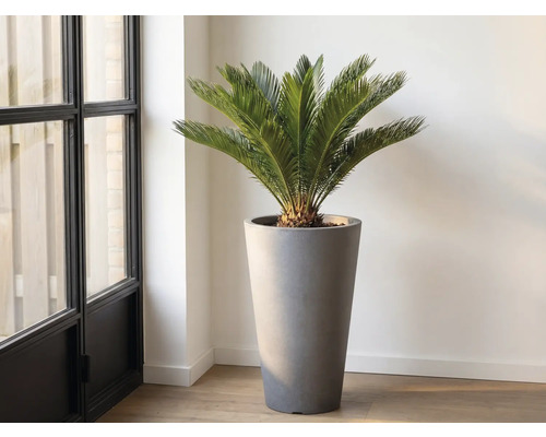 Zamioculcas dans un grand pot à plantes en intérieur
