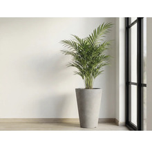 Plante d'intérieur en pot près d'une fenêtre