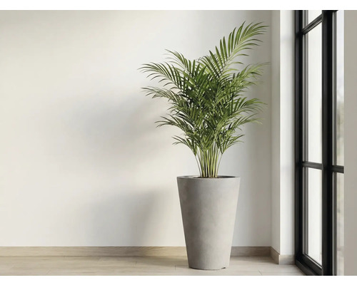 Plante d'intérieur en pot près d'une fenêtre