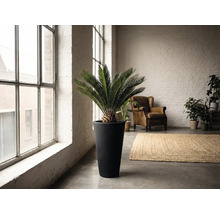 Intérieur avec zamiapalm dans un grand pot, fauteuil et tapis