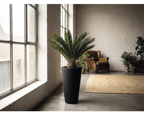 Intérieur avec zamiapalm dans un grand pot, fauteuil et tapis