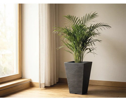 Pièce avec fenêtre, rideau et palmier d'arec dans un pot de fleurs