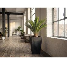 Pièce avec une plante Zamiaceae dans un pot