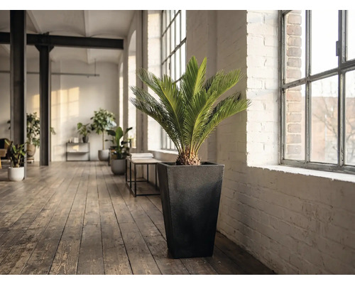 Pièce avec une plante Zamiaceae dans un pot