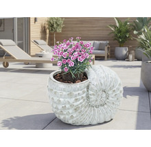 Dekorative Muschel Pflanzschale mit blühenden Pflanzen auf einer Terrasse