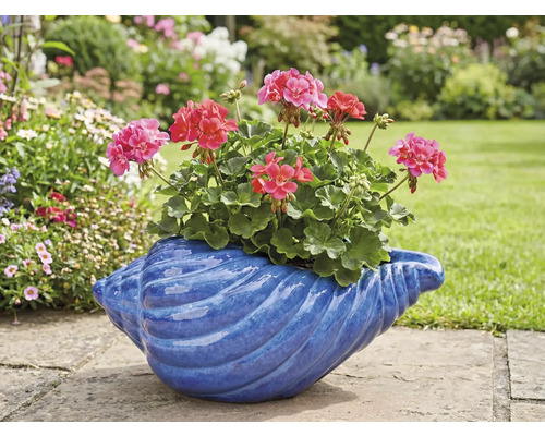 Geranien in einem blauen Muschel-Blumentopf im Garten.