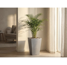 Plante d'intérieur dans un pot conique gris dans une pièce lumineuse.