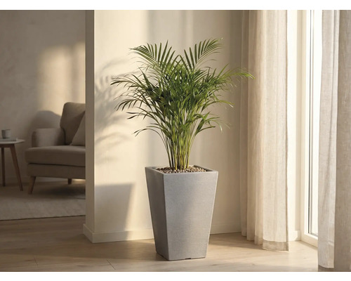 Plante d'intérieur dans un pot conique gris dans une pièce lumineuse.