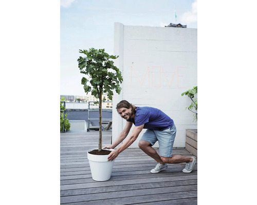 Un homme déplace un figuier en pot sur un toit-terrasse.
