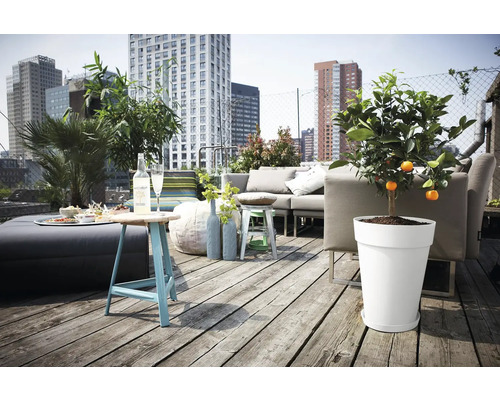 Dachterrasse mit Möbeln, Getränken und Mandarinenbaum im Topf