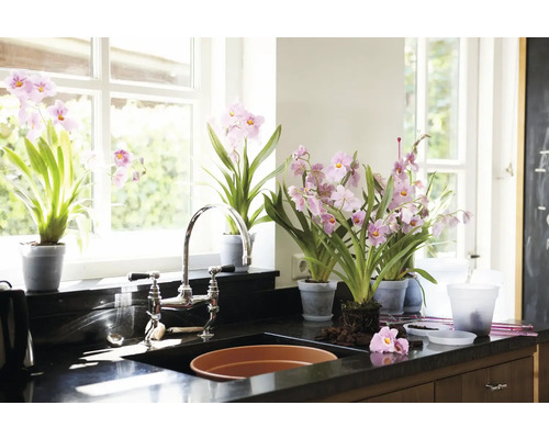Küchenspüle mit Wasserhahn und mehreren Topfpflanzen mit rosa Blüten
