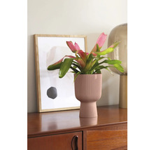 Bromélia dans un pot de fleurs rainuré sur une armoire en bois