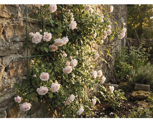 Kletterrose an einer Steinmauer mit Rankhilfe