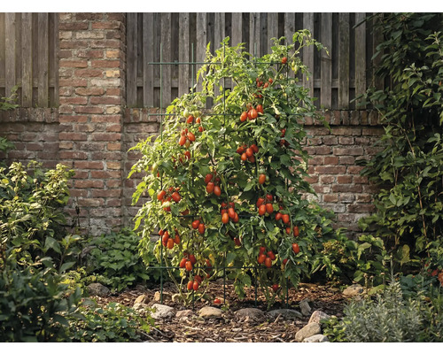 Tomatenpflanze mit Rankhilfe im Garten vor einer Mauer