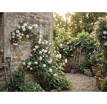 Gartenmauer mit Rosen und Rankhilfe sowie Gartengeräte